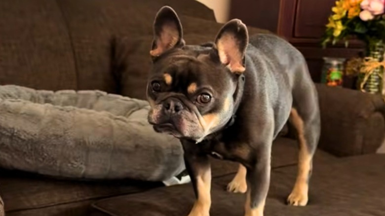 Frenchie's face when mom 'threatens to call the shelter' on him is ...