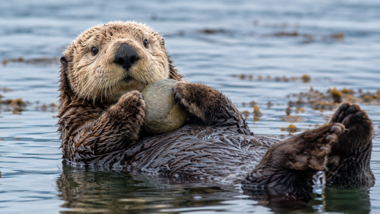 Did you know sea otters have a personal favorite rock they keep forever ...
