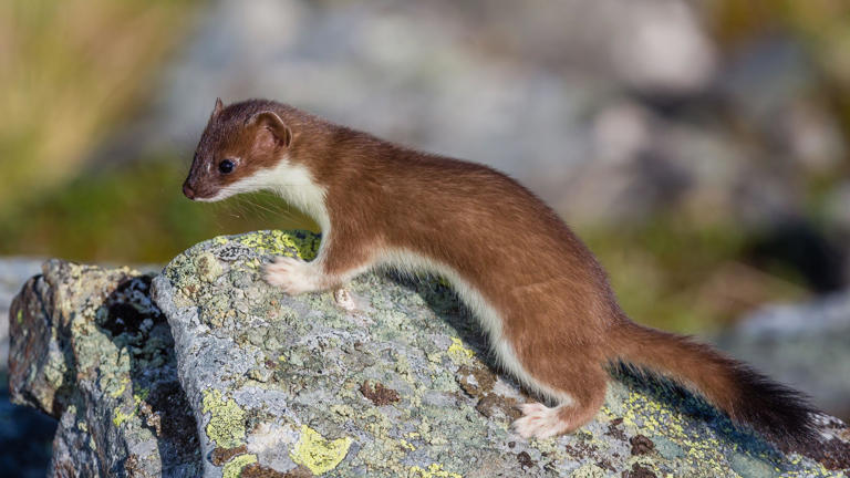 Invasive stoats spread to Orkney's outer isles