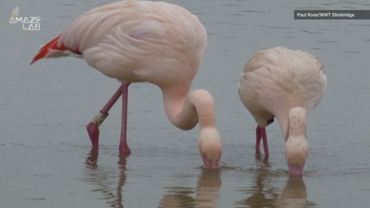 Five-year Slimbridge study shows flamingos form human-like social bonds