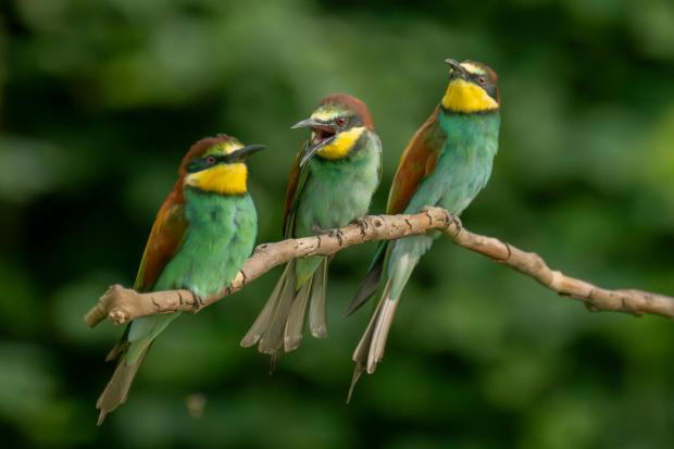 Rare colourful bird spotted flying over car park in West Kirby