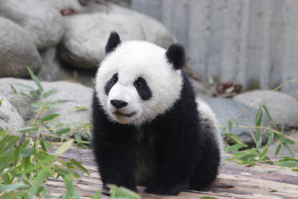 Boy travels 400 miles to see pandas and has an unforgettable encounter ...