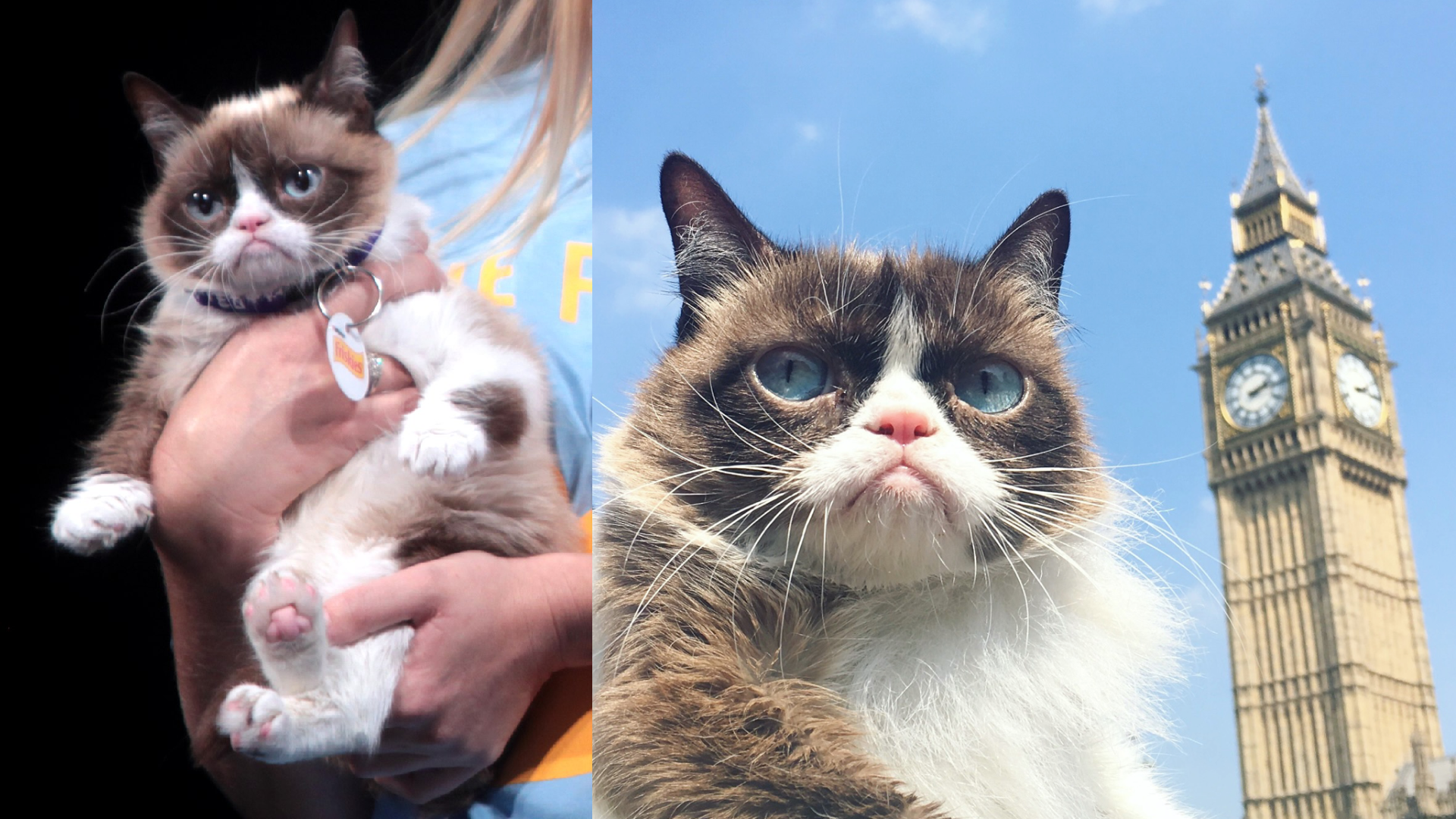 On the death of Grumpy Cat: The cat who made the internet happy with ...