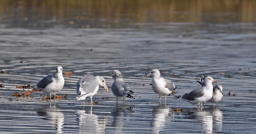 Six birds stand in shallow water on a fall day in Belfair State Park in Washington.