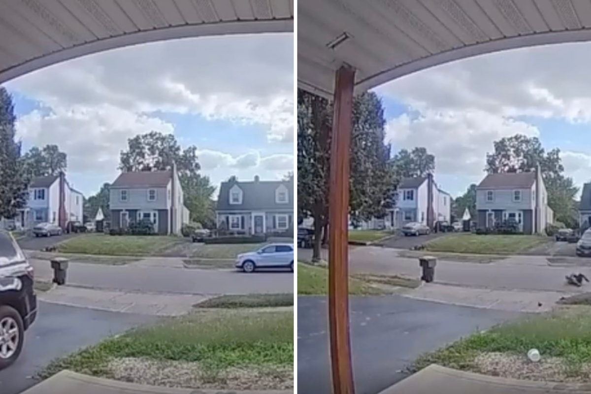 Chaos ensues after child accidentally puts car in reverse