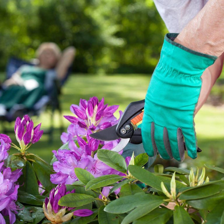 How and when to prune rhododendrons for a shapely shrub and a riot of ...