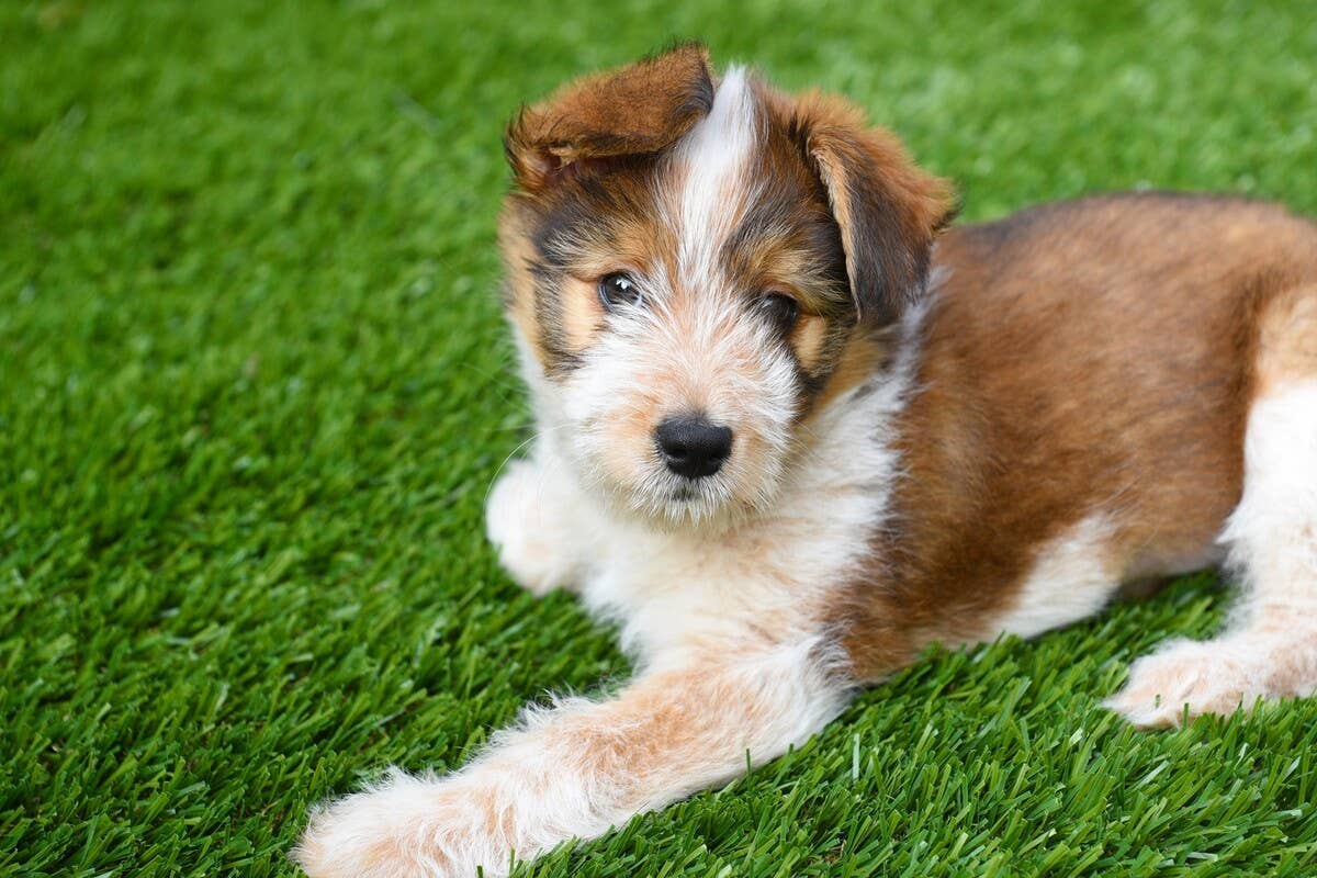 Picture of Watch this adorable puppy hilariously chase his leash around the living ...