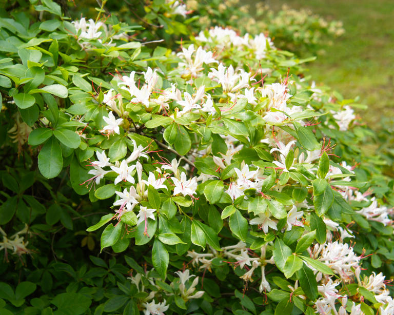Azalea care made easy: Your complete guide for bright blooms and ...