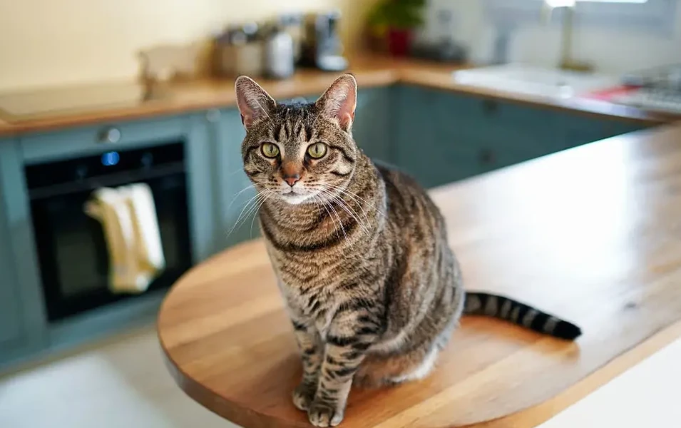 Keeping the peace in multi-cat homes - Stress Reduction In Multi Cat Household