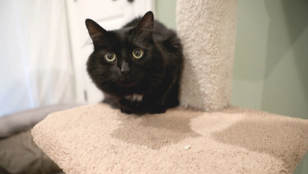 Chewy’s palm tree cat scratcher blends style and function