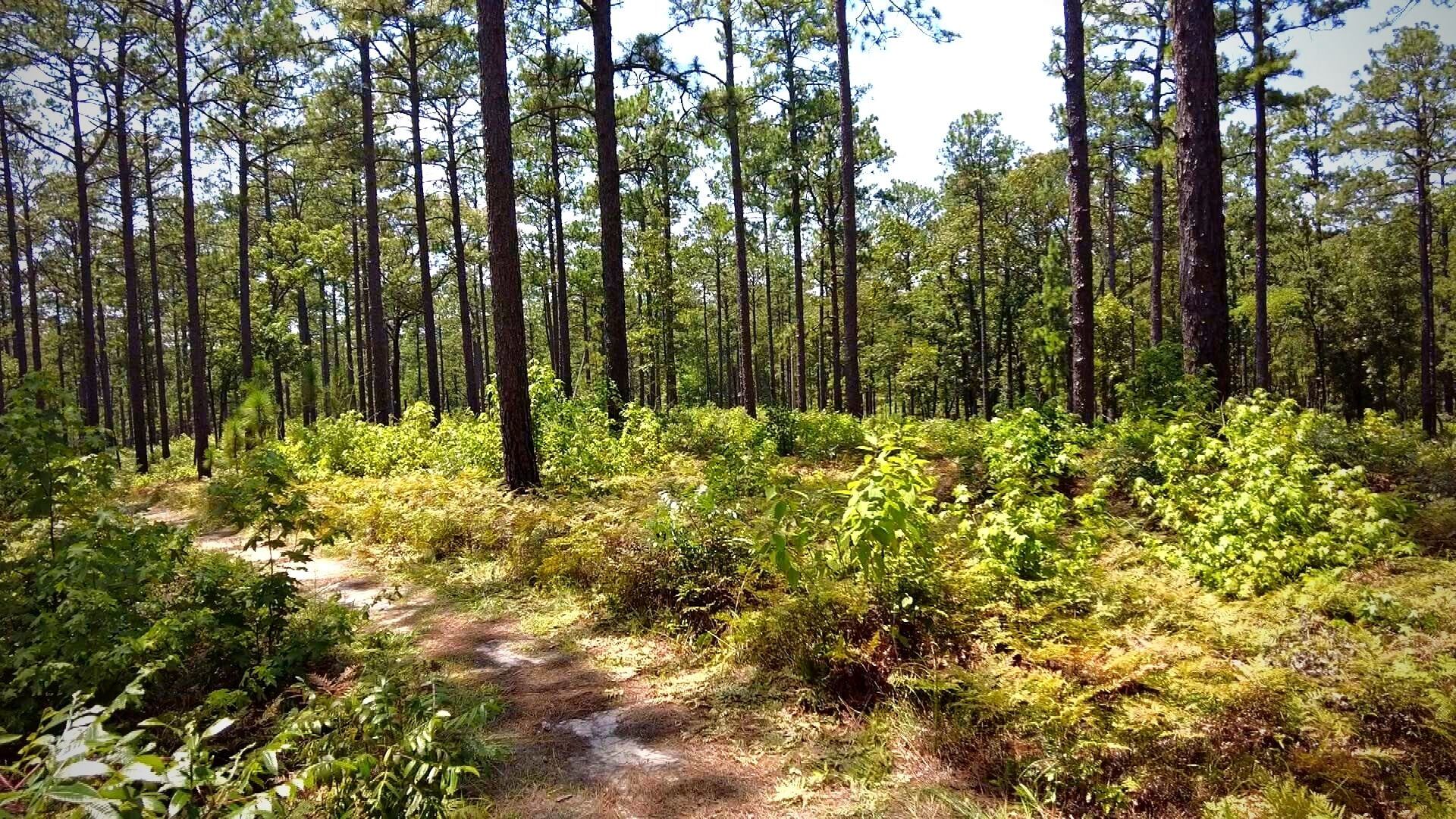 Louisiana Wildlife Federation opposes transfer of Kisatchie National ...