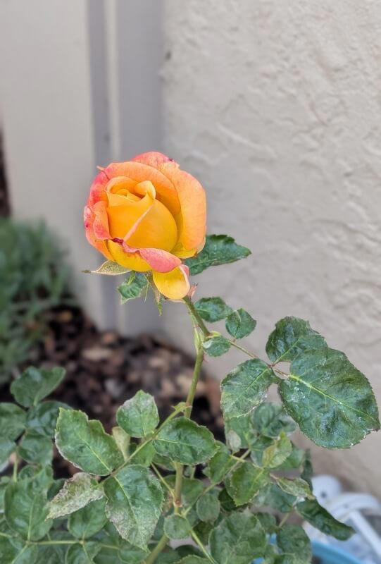 Rose planted in honor of mom blooms for the first time on Mother's Day ...