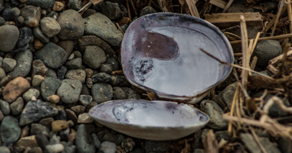 An open and empty clam shell found on a dry shore at Belfair State Park in Washington State.