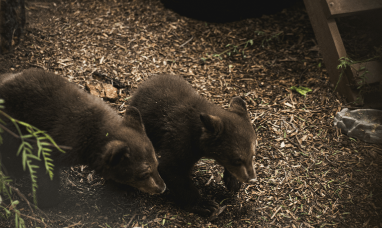 SD Humane Society moves orphaned bear cubs to an outdoor habitat