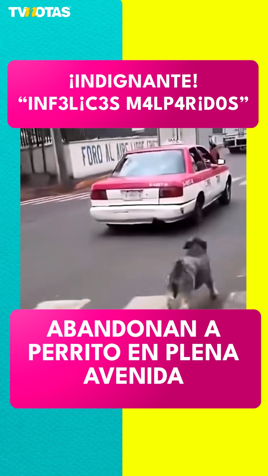 Abandonan a perrito en plena avenida y el video rompe el corazón 😡