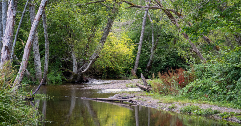 A calm creek flows through a lush green forest at Belfair State Park, a hidden gem in western Washington.