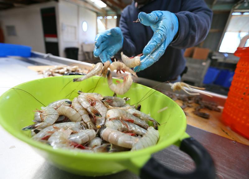 Bill mandating shrimp labeling origin hits roadblock in SC Statehouse ...