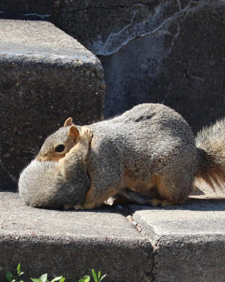 Park ranger spots a frog-throated squirrel — then she takes a closer look