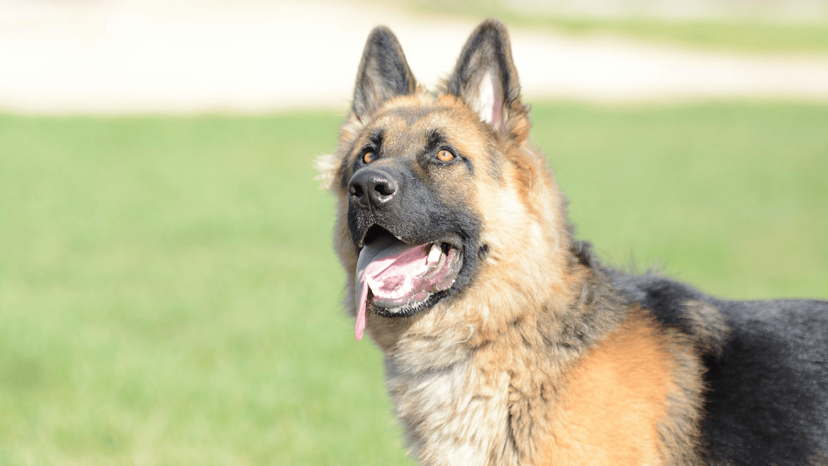 10 dog breeds that commonly suffer from separation anxiety