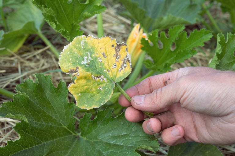 7 reasons why your young zucchini plant has yellow leaves, plus how to ...