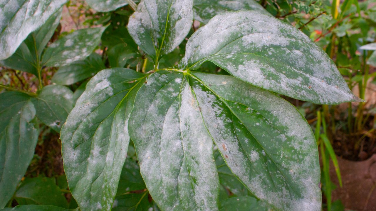 Take A Look About White Mildew On Peonies
