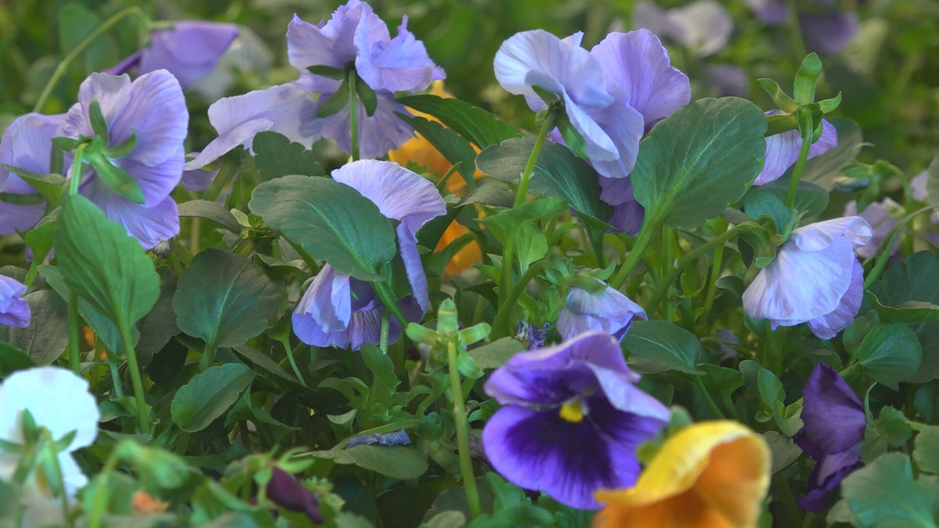 BBB: Beware of lawn, garden and driveway scams this spring