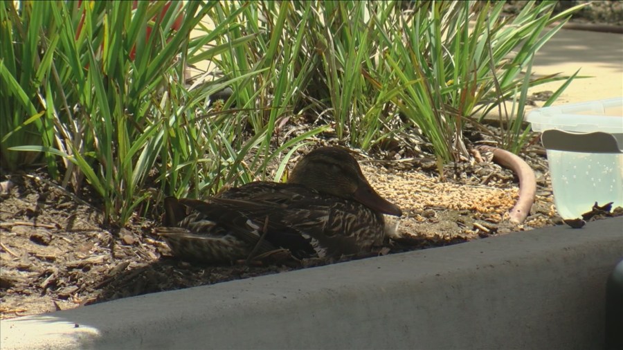 Duck nests at In-Shape Fitness