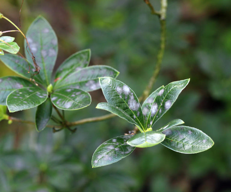 Azalea care made easy: Your complete guide for bright blooms and ...
