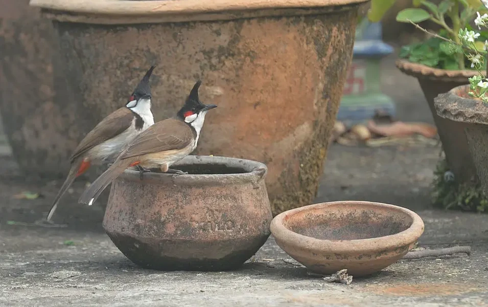 Backyard bird care made simple and joyful