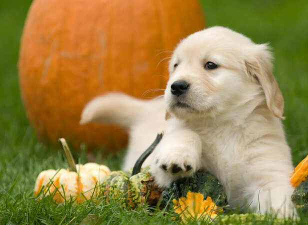 Why your puppy stops listening after a few months