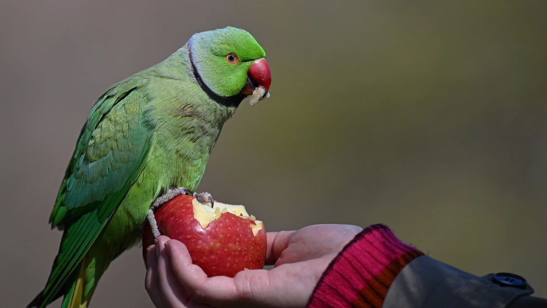 Backyard bird care made simple and joyful
