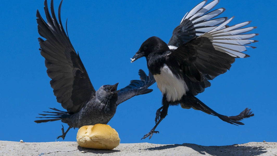 Backyard bird care made simple and joyful