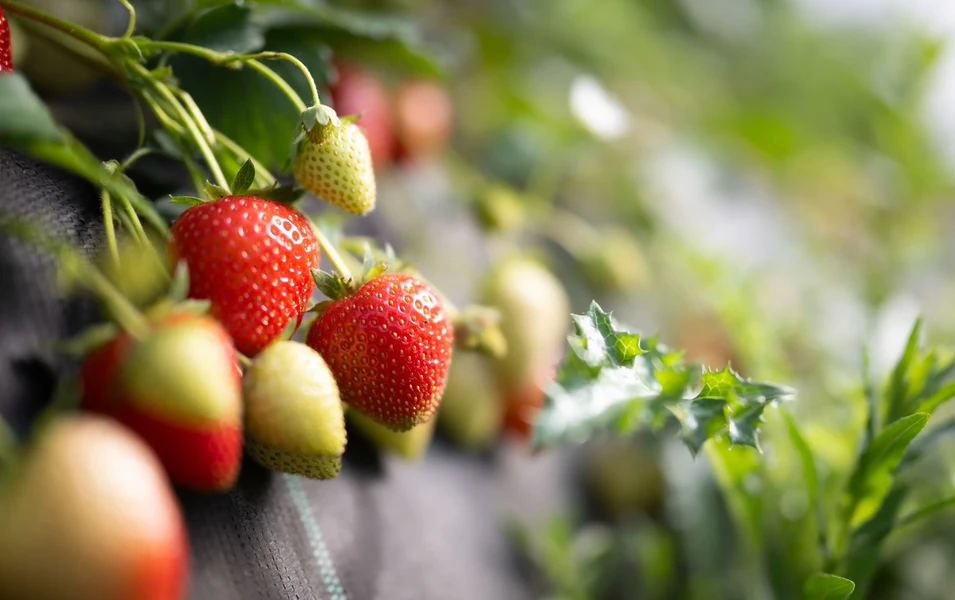 PFAS-linked pesticides found in Driscoll's strawberries, report says