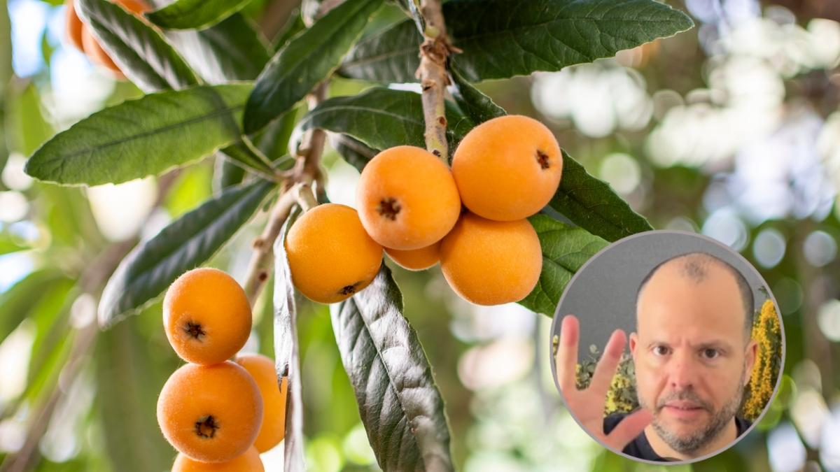 La fruta que pocos comen y que ayuda a la microbiota, la glucosa y las ...
