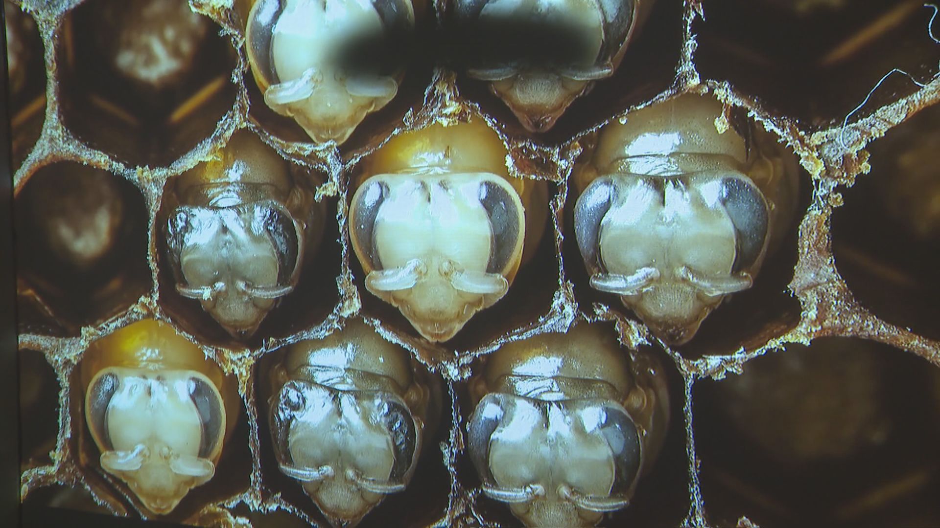 Bees: A story of survival opens at ROM