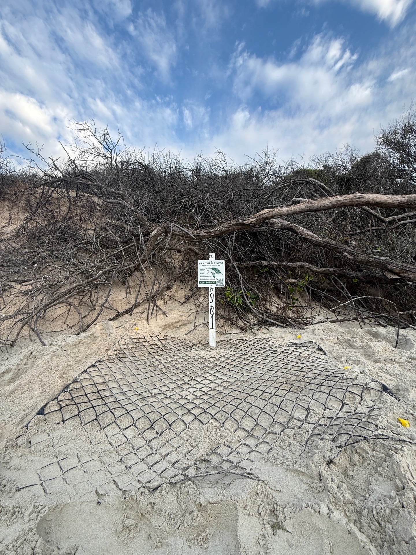 Jekyll Island launches live tracker for sea turtle nesting season