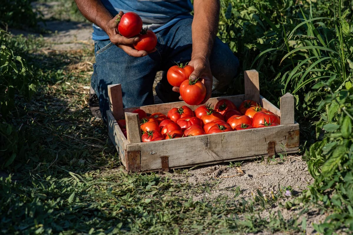 Ne plantez jamais ces légumes à côté de vos tomates : ils leur ...