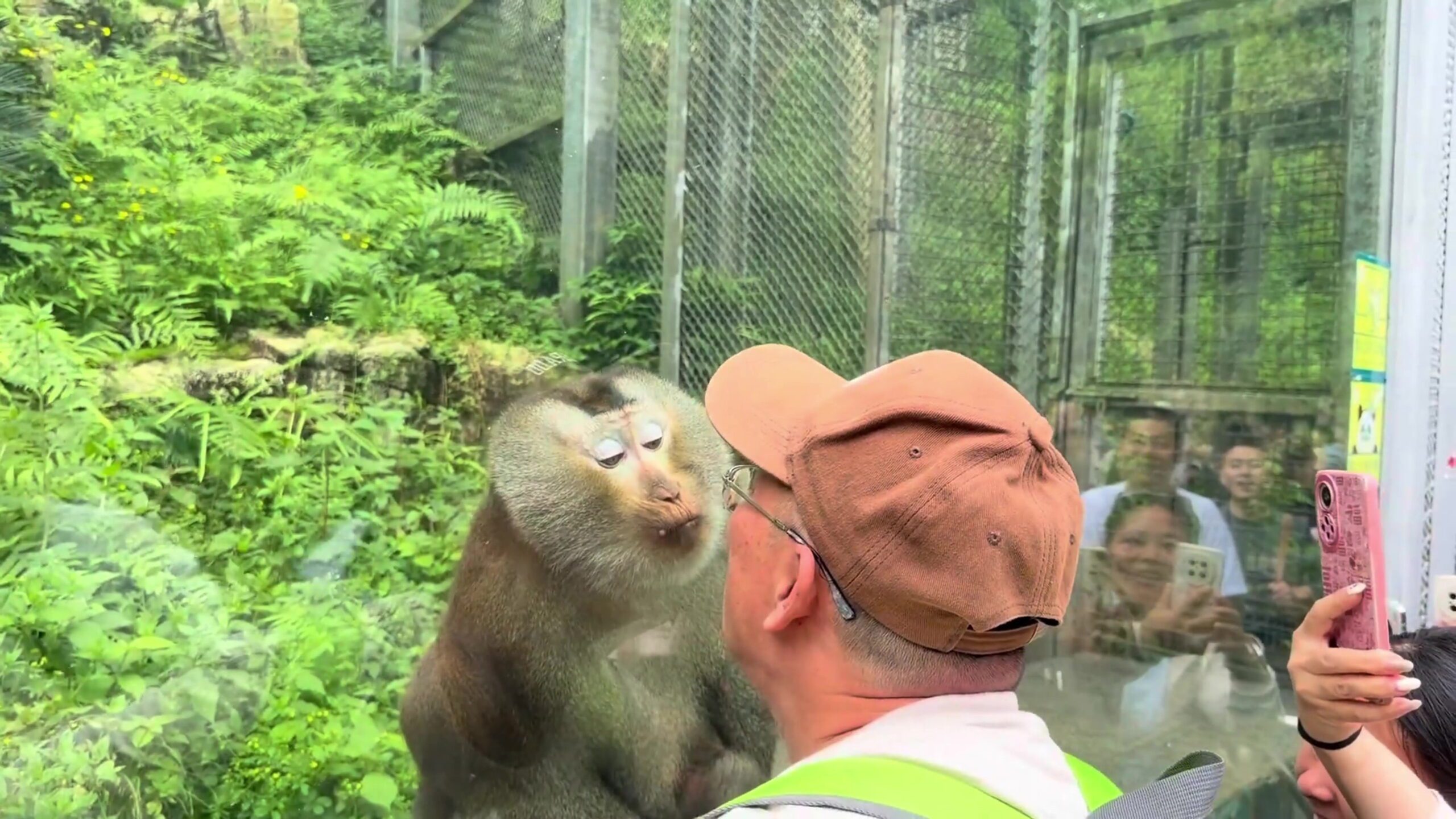 Affe „küsst“ Zoobesucher durch Glasscheibe