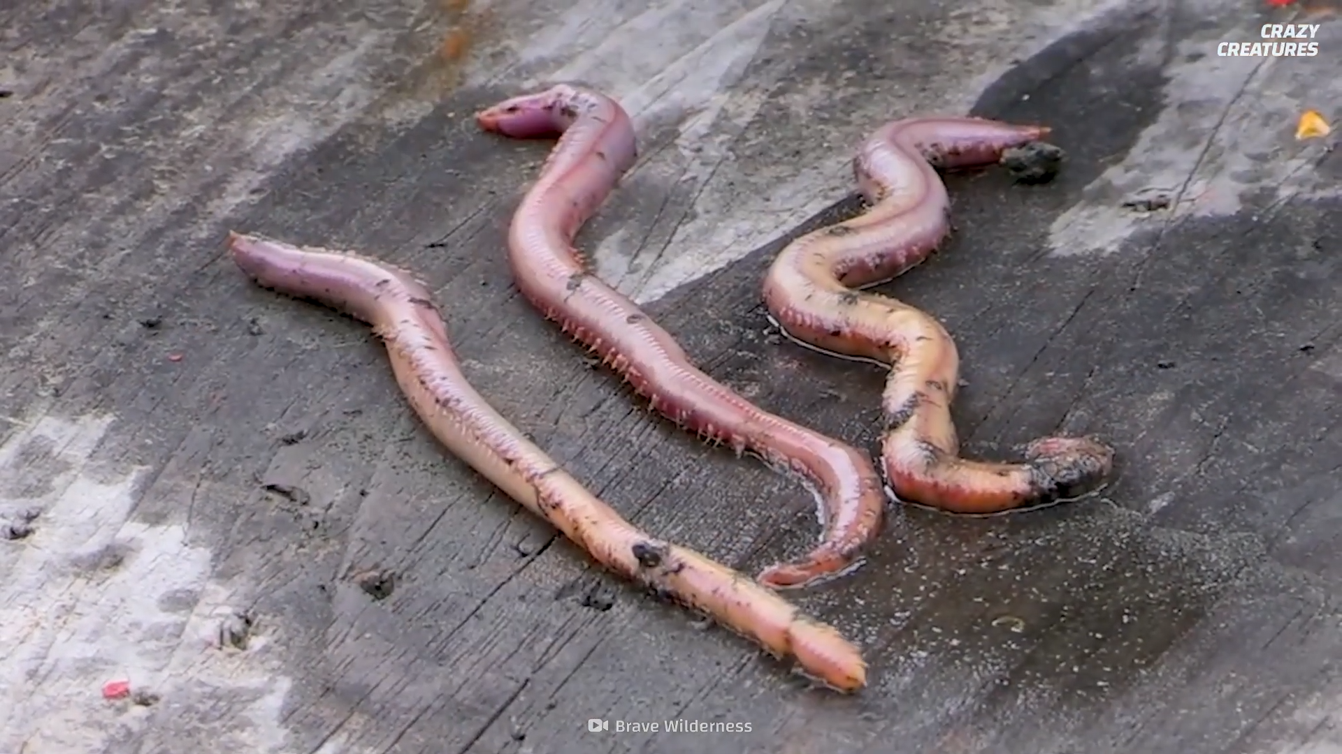 The creepy ocean worm that hunts using metal fangs