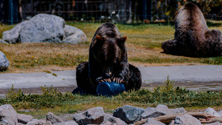 Why grizzly bears are testing the gear meant to keep them out