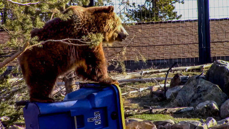 Why grizzly bears are testing the gear meant to keep them out