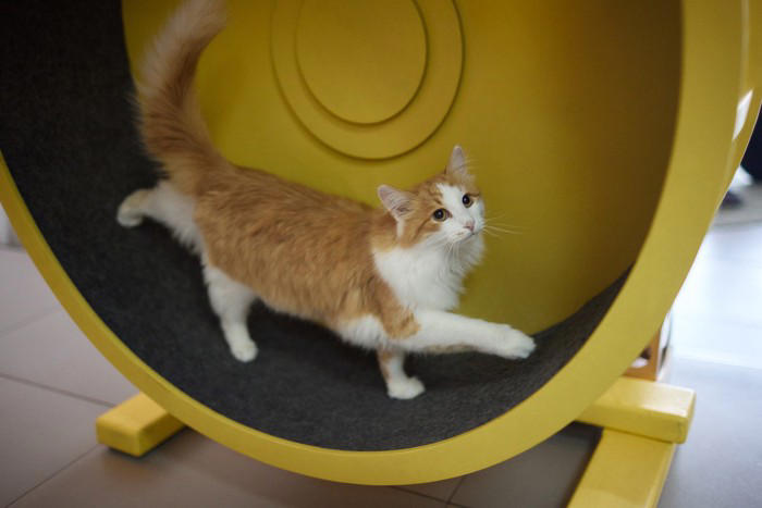 猫の『ガン発症リスク』を高める原因5つ 悪影響を及ぼす理由や見直すべき習慣