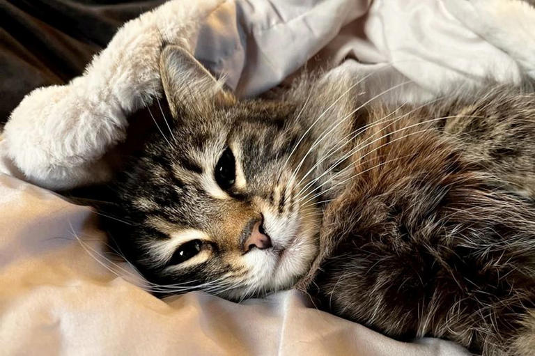 Nora the cat 'unfazed' after Oldham Amazon driver took her from garden