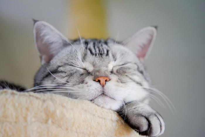 猫の『ガン発症リスク』を高める原因5つ 悪影響を及ぼす理由や見直すべき習慣