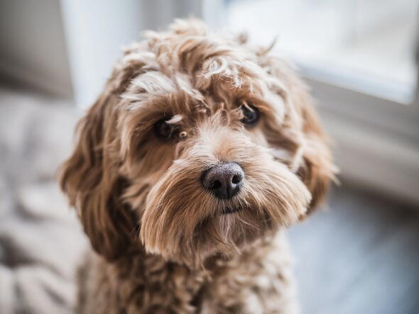 Five crucial signs you should never ignore if you leave your dog home alone