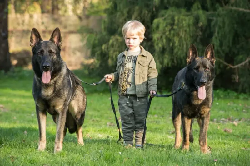 11 instincts that separate true protector dogs from the rest