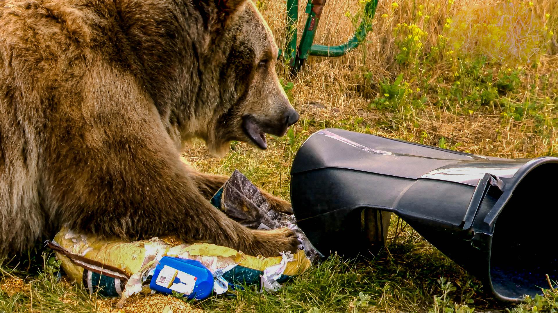 Why grizzly bears are testing the gear meant to keep them out