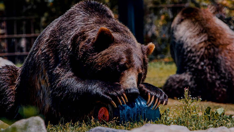 Why grizzly bears are testing the gear meant to keep them out