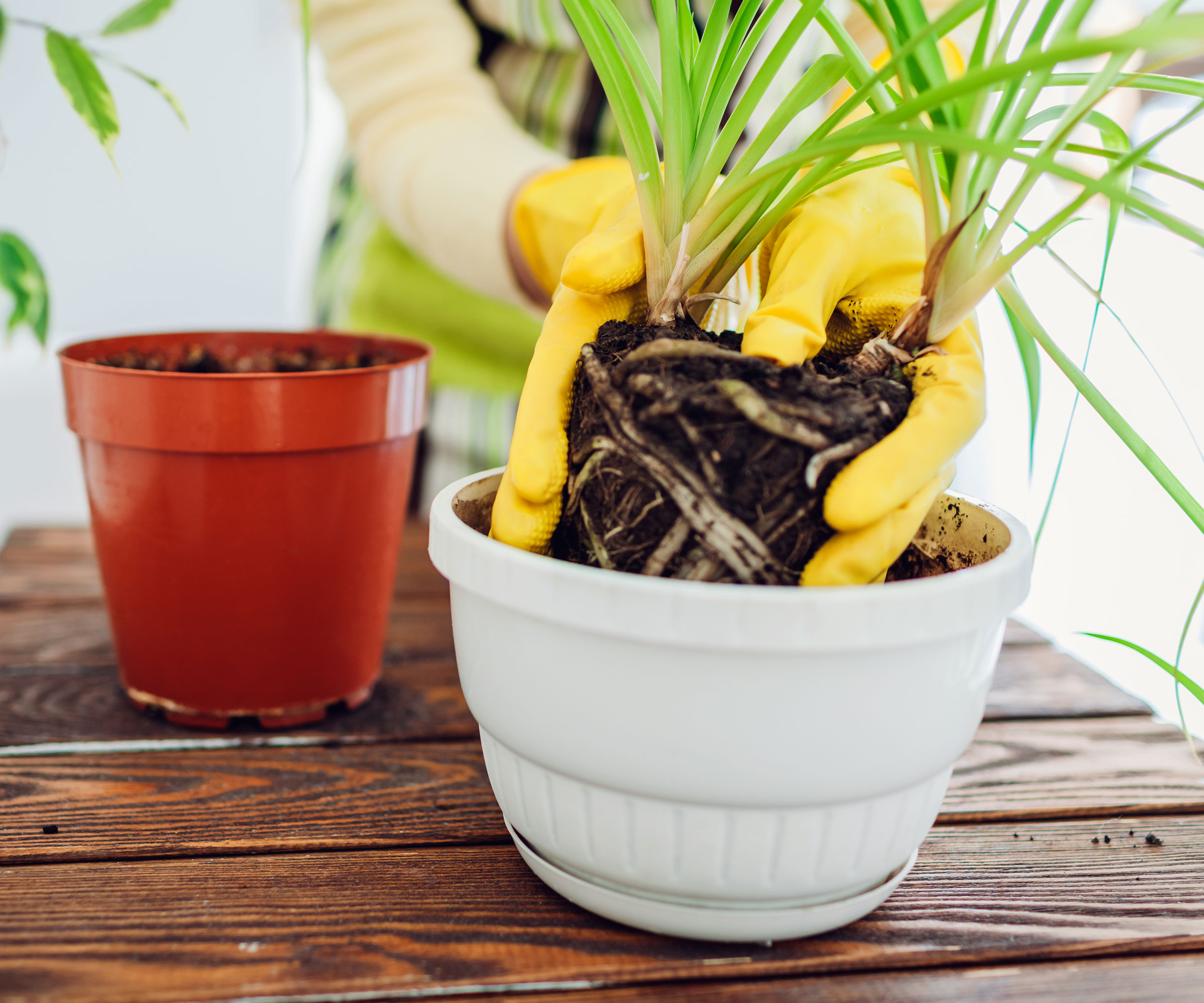 spider plant being repotted in bigger pot