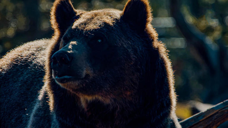 Why grizzly bears are testing the gear meant to keep them out